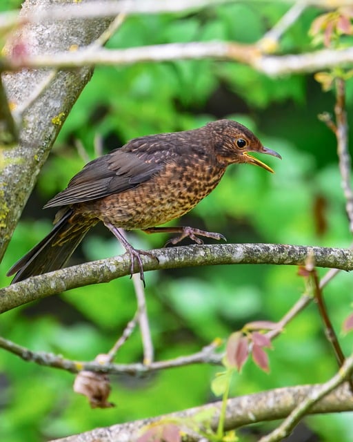Free download blackbird songbird bird wildlife free picture to be edited with GIMP free online image editor
