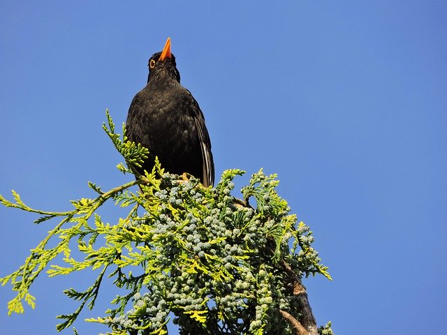 Free download Blackbird Songbird Species Garden -  free photo or picture to be edited with GIMP online image editor