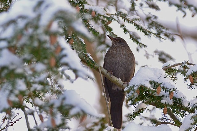 Free download blackbird winter bird wildlife free picture to be edited with GIMP free online image editor