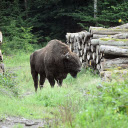 Black bison  screen for extension Chrome web store in OffiDocs Chromium