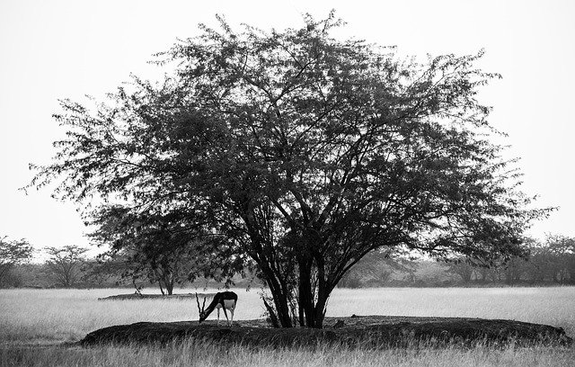 Free download Blackbuck Velavadar Animals -  free free photo or picture to be edited with GIMP online image editor