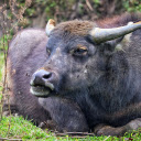 Black buffalo  screen for extension Chrome web store in OffiDocs Chromium
