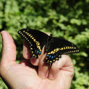 Black butterfly in hand  screen for extension Chrome web store in OffiDocs Chromium