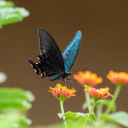 BLACK BUTTERFLY Theme  screen for extension Chrome web store in OffiDocs Chromium