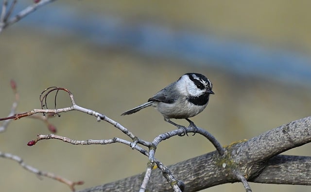 Free download black capped chickadee bird animal free picture to be edited with GIMP free online image editor