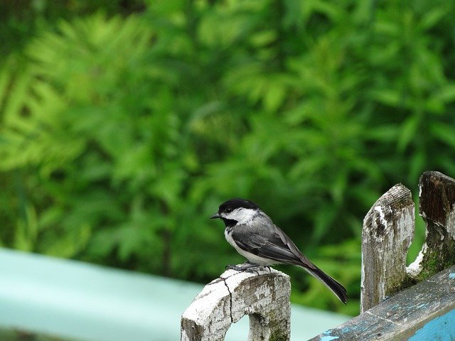 Free download Black-Capped Chickadee Fence Bird -  free photo or picture to be edited with GIMP online image editor