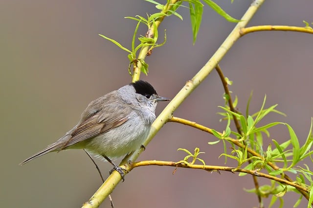 Free download blackcap tree park nature spring free picture to be edited with GIMP free online image editor