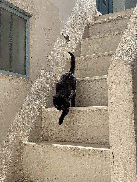 הורדה חינם Black Cat Greece - תמונה או תמונה בחינם לעריכה עם עורך התמונות המקוון של GIMP