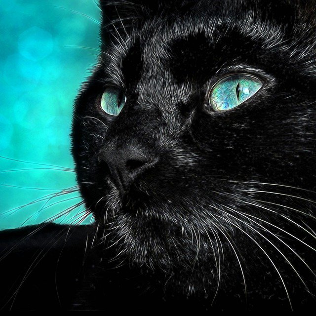 Free picture Black Cat Kitten Pet -  to be edited by GIMP free image editor by OffiDocs