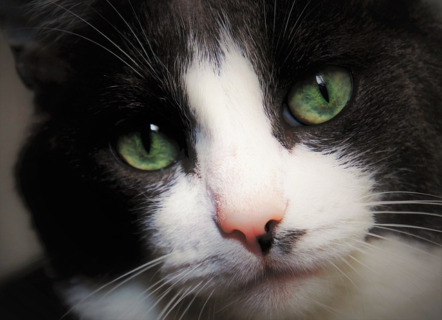 Free download black cat melancholy kitty tomcat free picture to be edited with GIMP free online image editor