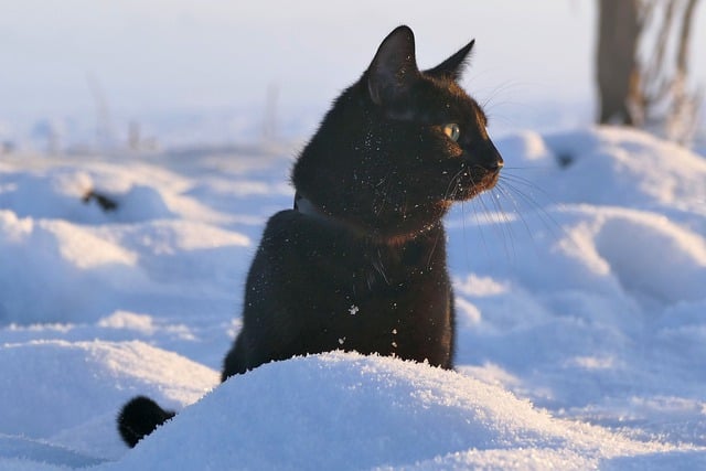 Free download black cat snow winter feline pet free picture to be edited with GIMP free online image editor