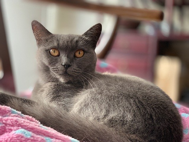 הורדה חינם Black Cat The Eye - תמונה או תמונה בחינם לעריכה עם עורך התמונות המקוון GIMP