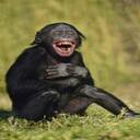 black chimpanzee wallpaper  screen for extension Chrome web store in OffiDocs Chromium
