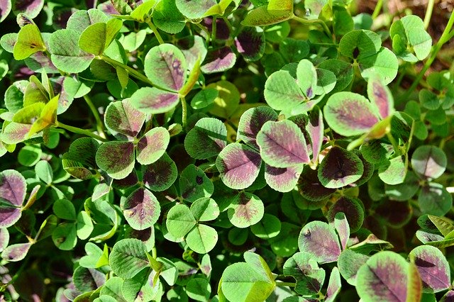 دانلود رایگان Black Clover Trifolium Repens - عکس یا تصویر رایگان قابل ویرایش با ویرایشگر تصویر آنلاین GIMP