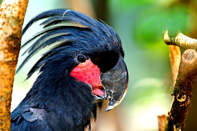 Free download black cockatoo bird cockatoo free picture to be edited with GIMP free online image editor