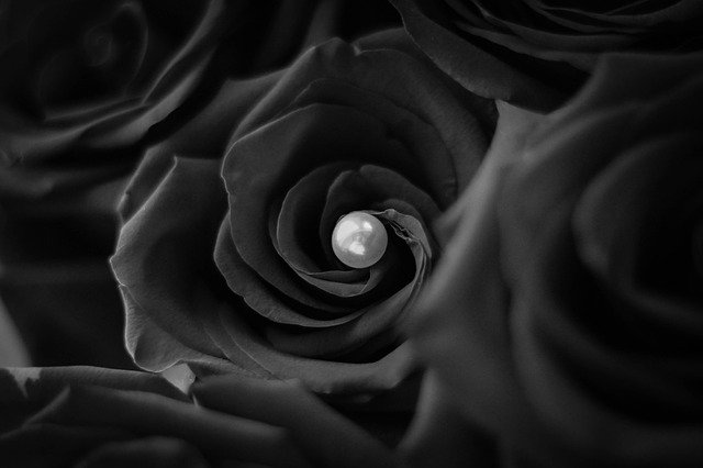 Free download Black Color Nature -  free photo or picture to be edited with GIMP online image editor