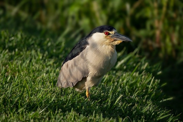 Free download black crowned night heron bird free picture to be edited with GIMP free online image editor