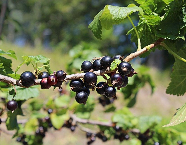 Kostenloser Download Schwarze Johannisbeere Beeren - kostenloses Foto oder Bild zur Bearbeitung mit GIMP Online-Bildbearbeitung