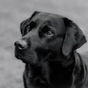 Black dog  screen for extension Chrome web store in OffiDocs Chromium
