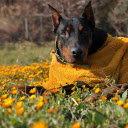 Black Dog and Yellow Coat  screen for extension Chrome web store in OffiDocs Chromium