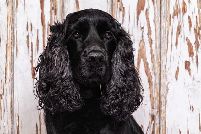 Free download black dog dog canine pet animal free picture to be edited with GIMP free online image editor