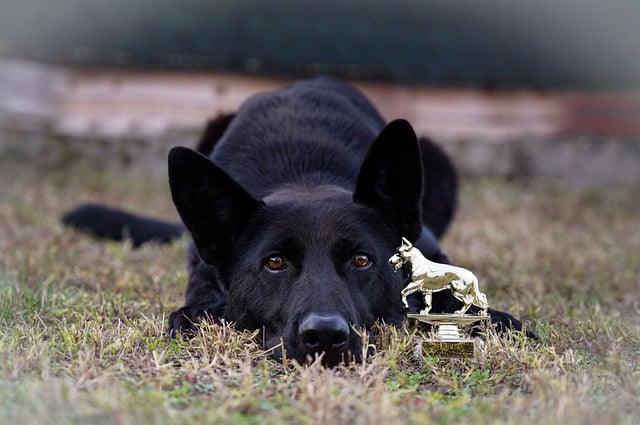 Free download black dog grass german shepherd dog free picture to be edited with GIMP free online image editor