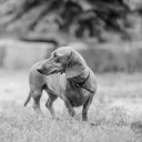 BLACK DOG Theme  screen for extension Chrome web store in OffiDocs Chromium