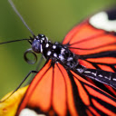 Black dragonfly  screen for extension Chrome web store in OffiDocs Chromium