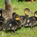 Black Ducklings  screen for extension Chrome web store in OffiDocs Chromium