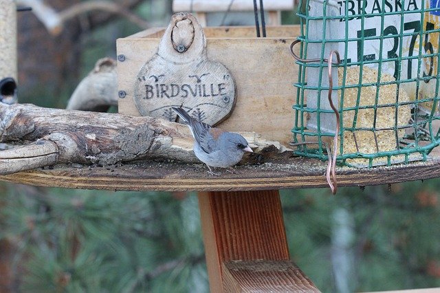 Free download Black-Eyed Junco Colorado Bird -  free photo or picture to be edited with GIMP online image editor