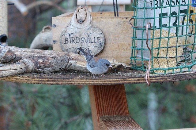 Download gratuito Black-Eyed Junco Colorado Bird - foto o immagine gratuita da modificare con l'editor di immagini online di GIMP