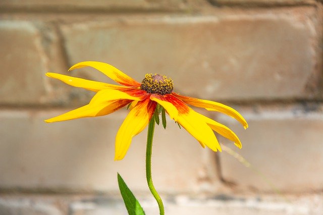 Free download Black Eyed Susan Bloom Blooming -  free photo or picture to be edited with GIMP online image editor