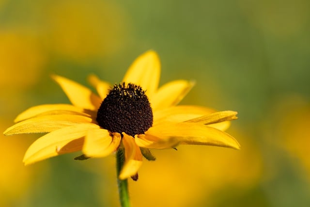 Free download black eyed susan flower bloom free picture to be edited with GIMP free online image editor