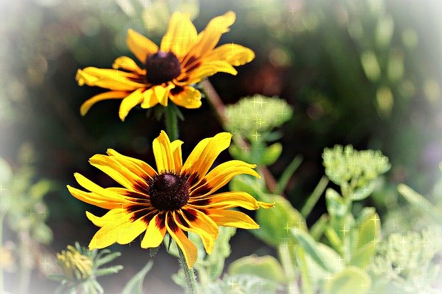 Free download Black-Eyed Susan Flower Perennial -  free photo or picture to be edited with GIMP online image editor