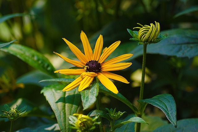 Free graphic black eyed susan flower plant buds to be edited by GIMP free image editor by OffiDocs