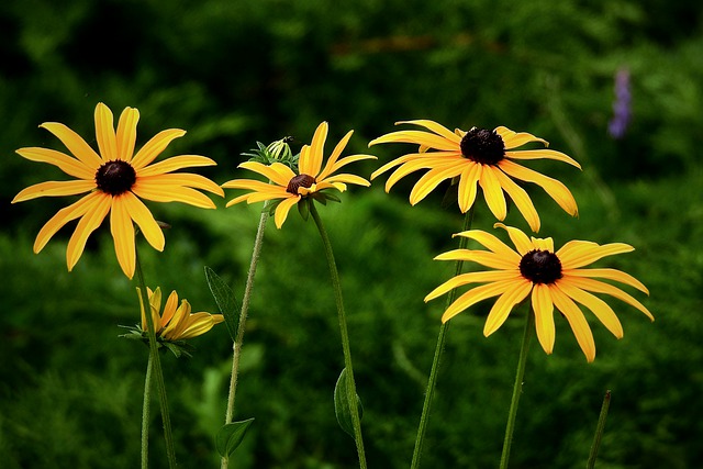 Téléchargement gratuit d'une photo gratuite de plantes de fleurs de Susan aux yeux noirs à modifier avec l'éditeur d'images en ligne gratuit GIMP