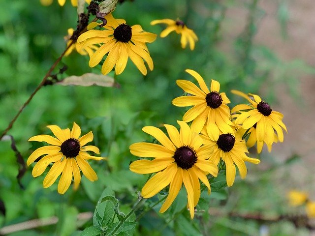 Free download Black Eyed Susan Flower West -  free photo or picture to be edited with GIMP online image editor