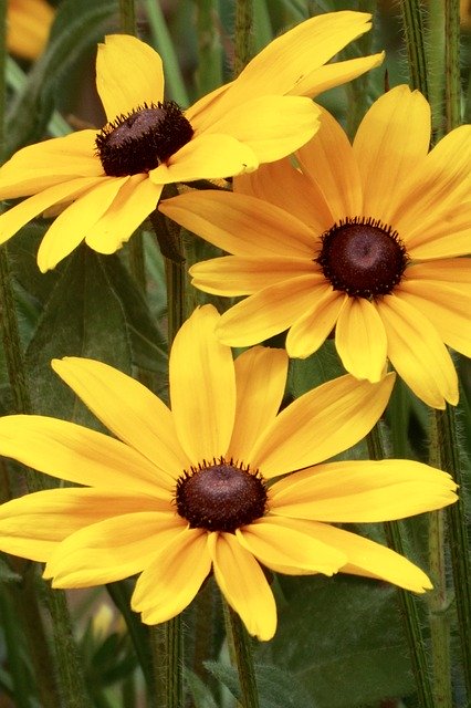 Free download Black Eyed Susan Flower Yellow -  free photo or picture to be edited with GIMP online image editor