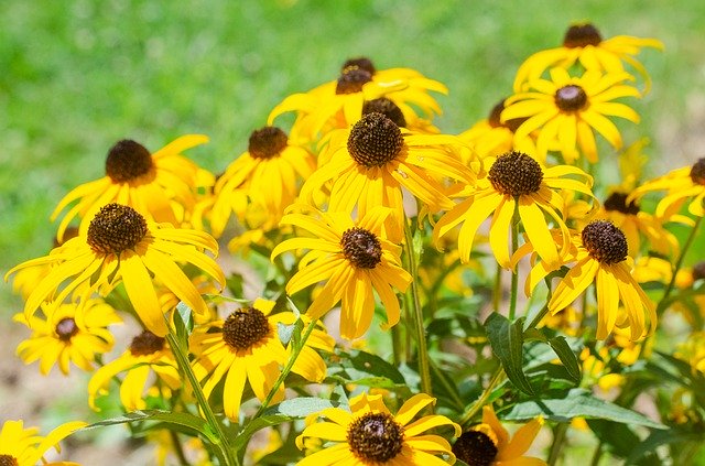 Unduh gratis Bunga Kuning Susan Bermata Hitam - foto atau gambar gratis untuk diedit dengan editor gambar online GIMP