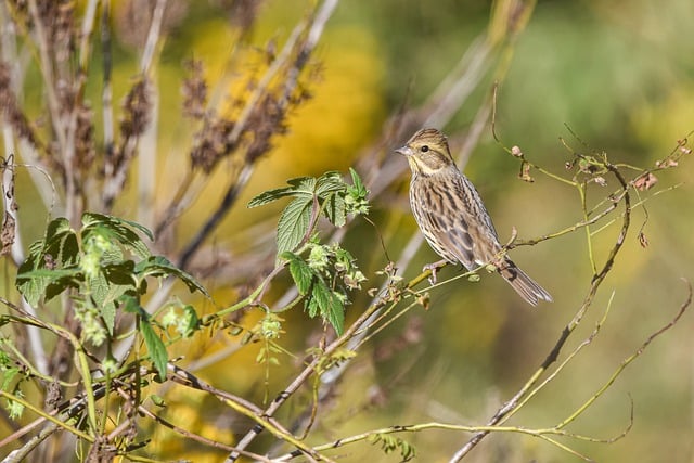 Free download black faced bunting bird animal free picture to be edited with GIMP free online image editor