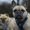 Black faced dog  screen for extension Chrome web store in OffiDocs Chromium