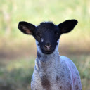 Black Faced Lamb  screen for extension Chrome web store in OffiDocs Chromium