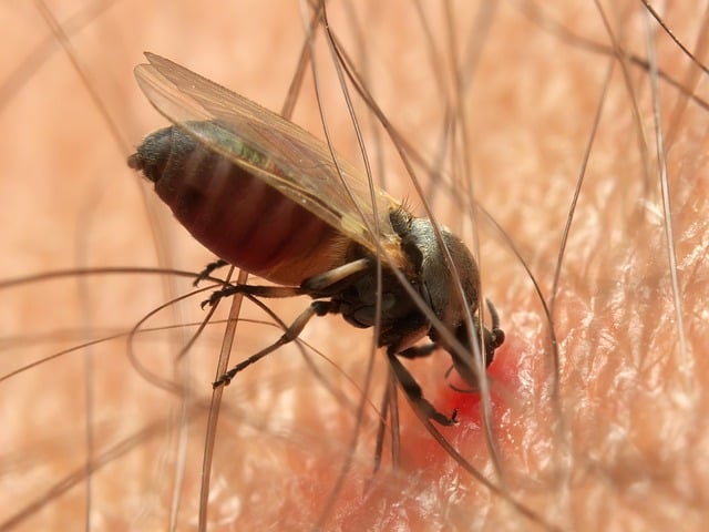Free download blackfly simuliidae insect biting free picture to be edited with GIMP free online image editor