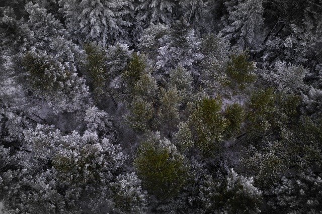 دانلود رایگان قالب عکس رایگان Black Forest Firs Trees Fir برای ویرایش با ویرایشگر تصویر آنلاین GIMP