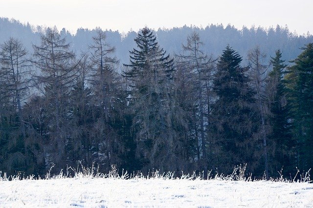 Téléchargement gratuit du modèle photo gratuit Black Forest Nature à éditer avec l'éditeur d'images en ligne GIMP