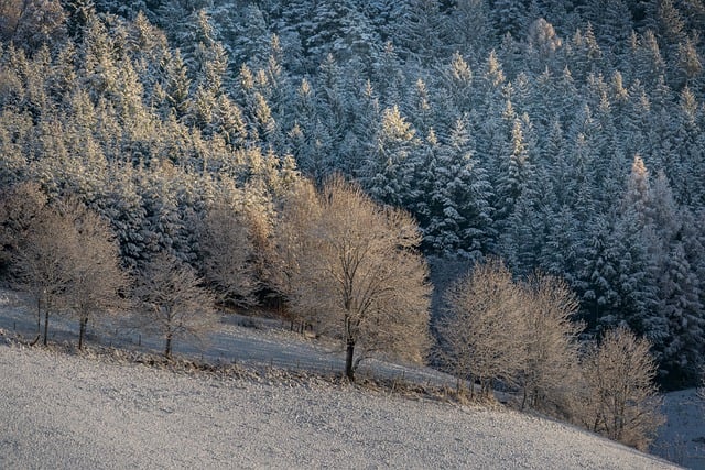 Безкоштовно завантажте Black Forest Snow Winter — безкоштовну фотографію чи зображення для редагування за допомогою онлайн-редактора зображень GIMP