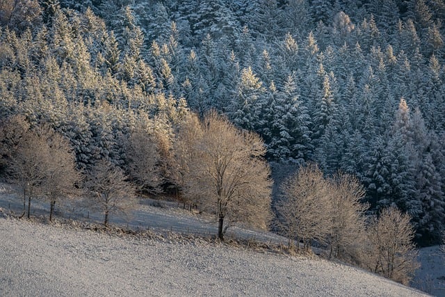 Free download Black Forest Snow Winter -  free photo or picture to be edited with GIMP online image editor