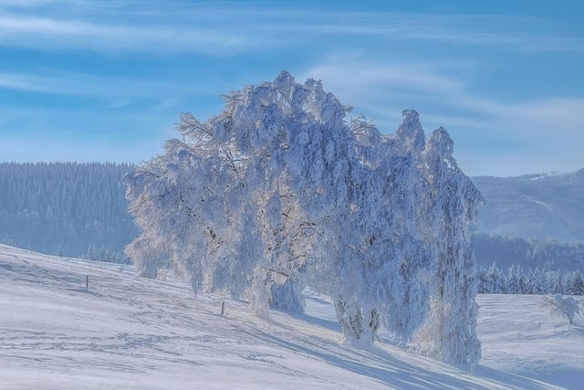 Free download black forest winter landscape snow free picture to be edited with GIMP free online image editor