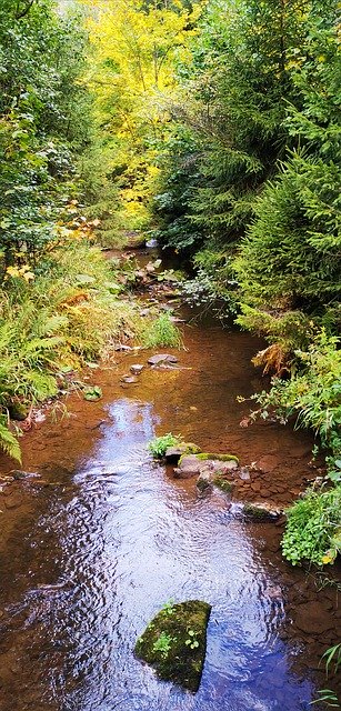 Muat turun percuma Black Forest Wutach Gorge River - foto atau gambar percuma untuk diedit dengan editor imej dalam talian GIMP