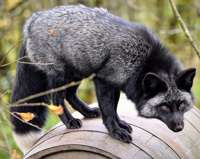 Free download black fox canine red fox melanistic free picture to be edited with GIMP free online image editor